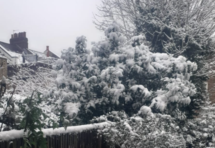 A snowy misty scene.  A fence and trees laden with snow.  In the distance, the roof of a house with a chimney. 
